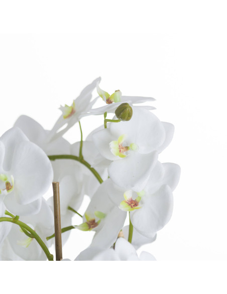 Affordable industrial style furniture Hill Interiors Large White Orchid And Fern Garden In Rootball 19952 for modern home decor