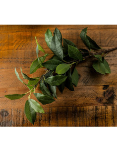 Hill Interiors Laurel Leaf Spray 22173 - Authentic Hill Interiors furniture directly from FastDaddy UK. Exclusive collection on 2