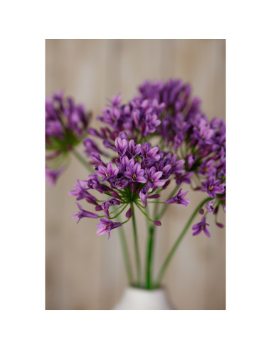 Full dimensions and specifications of Hill Interiors Lilac Agapanthus Spray 23869: Height 75.00cm, Width 15.00cm, perfect for y