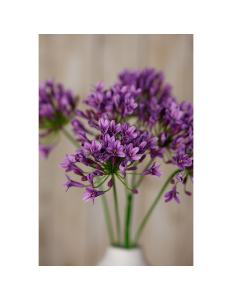 Full dimensions and specifications of Hill Interiors Lilac Agapanthus Spray 23869: Height 75.00cm, Width 15.00cm, perfect for y