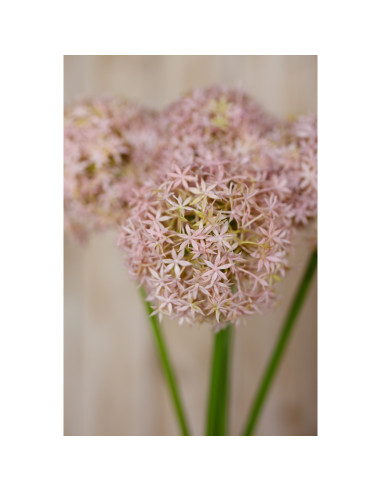 Full dimensions and specifications of Hill Interiors Lilac Giant Allium Stem 23855: Height 90.00cm, Width 21.00cm, perfect for