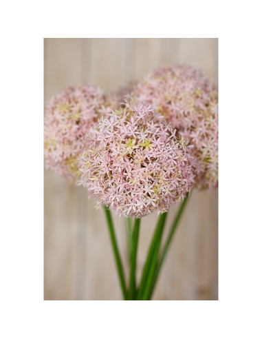 Full dimensions and specifications of Hill Interiors Lilac Medium Allium Stem 23858: Height 80.00cm, Width 16.00cm, perfect for