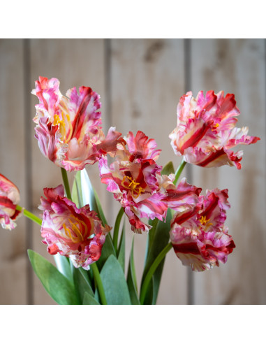 Hill Interiors Multi Pink Parrot Tulip 24406 - Authentic Hill Interiors furniture directly from FastDaddy UK. Exclusive collect