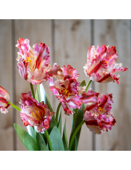 Hill Interiors Multi Pink Parrot Tulip 24406 - Authentic Hill Interiors furniture directly from FastDaddy UK. Exclusive collect