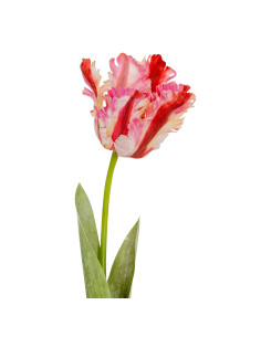 Affordable industrial style furniture Hill Interiors Multi Pink Parrot Tulip 24406 for modern home decor, free shipping options