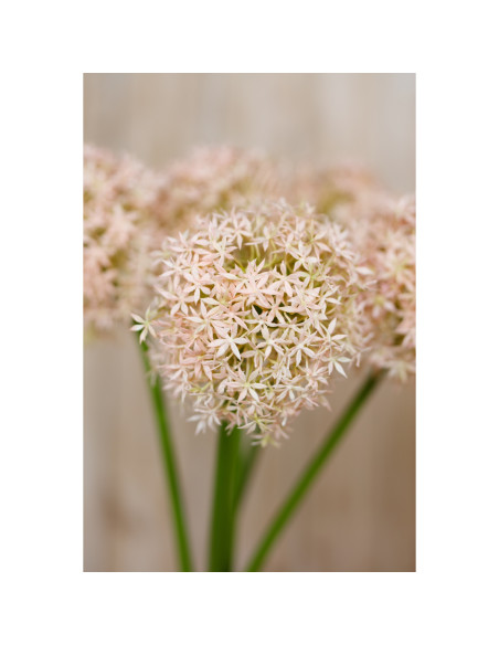 Full dimensions and specifications of Hill Interiors Pink Giant Allium Stem 23856: Height 90.00cm, Width 21.00cm, perfect for y