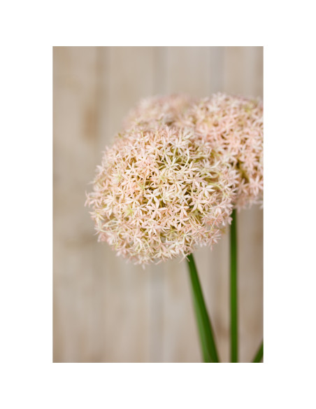 Full dimensions and specifications of Hill Interiors Pink Medium Allium Stem 23859: Height 80.00cm, Width 16.00cm, perfect for