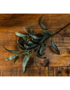 Hill Interiors Seeded Eucalyptus Spray 22175 - Authentic Hill Interiors furniture directly from FastDaddy UK. Exclusive collect 2