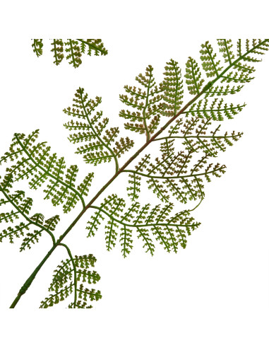 Buy Hill Interiors 23425 The Natural Garden Collection Large Bracken Fern Spray online in UK with fast delivery from FastDaddy