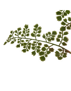 Hill Interiors The Natural Garden Collection Maidenhair Fern Stem 23393 - Authentic Hill Interiors furniture directly from Fast 2