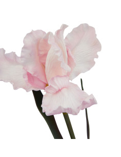Hill Interiors The Natural Garden Collection Pale Pink Fringed Iris 23407 - Authentic Hill Interiors furniture directly from Fa 2