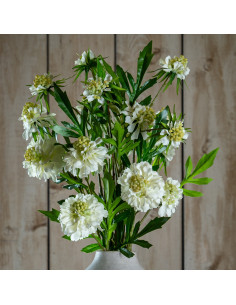 Affordable industrial style furniture Hill Interiors The Natural Garden Collection White Scabious Stem 23415 for modern home de 2