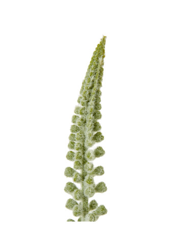 Buy Hill Interiors 23852 White Eremurus Stem online in UK with fast delivery from FastDaddy UK, your furniture expert.