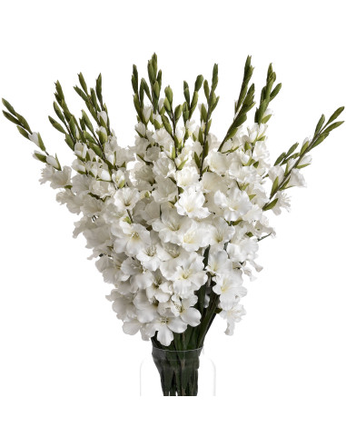 High-quality metal and wood construction of Hill Interiors SKU 18965 White Gladioli, detailed view for UK customers.