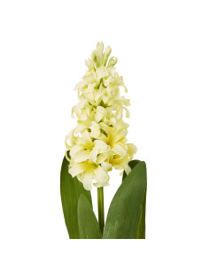 Hill Interiors Yellow Hyacinth Stem 23878 - Authentic Hill Interiors furniture directly from FastDaddy UK. Exclusive collection 2