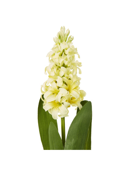 Buy Hill Interiors 23878 Yellow Hyacinth Stem online in UK with fast delivery from FastDaddy UK, your furniture expert.