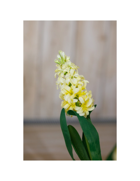 Full dimensions and specifications of Hill Interiors Yellow Hyacinth Stem 23878: Height 44.00cm, Width 0.00cm, perfect for your