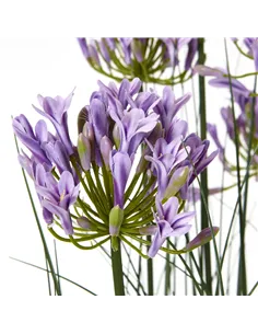 Hill Interiors Large Purple Agapanthus Plant In Pot 23714 2