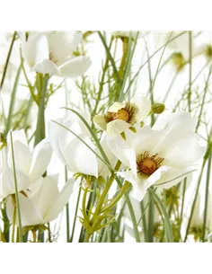 Hill Interiors Large White Meadow Plant In Pot 23720 2