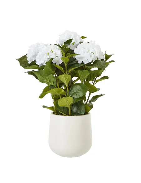 Hill Interiors Medium White Hydrangea Plant In Pot 23749