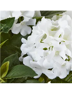 Hill Interiors Medium White Hydrangea Plant In Pot 23749 2