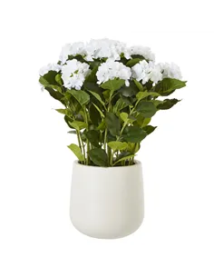 Hill Interiors Large White Hydrangea Plant In Pot 23750