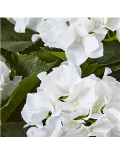 Hill Interiors Large White Hydrangea Plant In Pot 23750 2