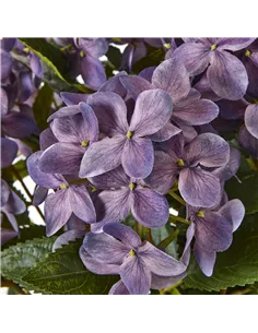 Hill Interiors Medium Purple Hydrangea Plant In Pot 23753 2