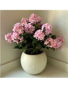 Hill Interiors Large Pink Hydrangea Plant In Pot 23754 2