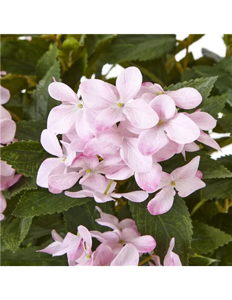 Hill Interiors Large Pink Hydrangea Plant In Pot 23754