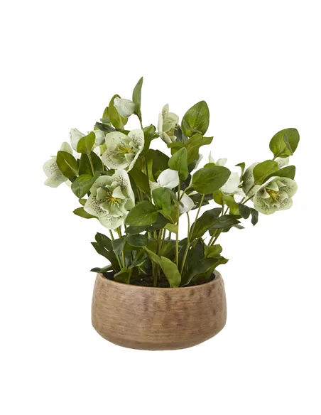 Hill Interiors Green Hellebore Plant In Taupe Pot 23762
