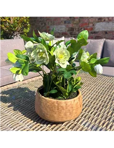 Hill Interiors Green Hellebore Plant In Taupe Pot 23762 2