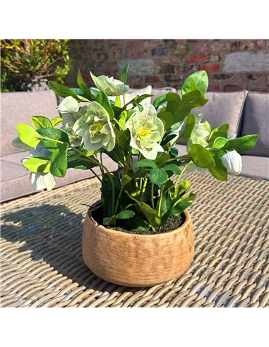 Hill Interiors Green Hellebore Plant In Taupe Pot 23762