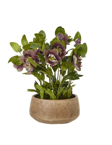 Hill Interiors Deep Plum Hellebore Plant In Taupe Pot 23763