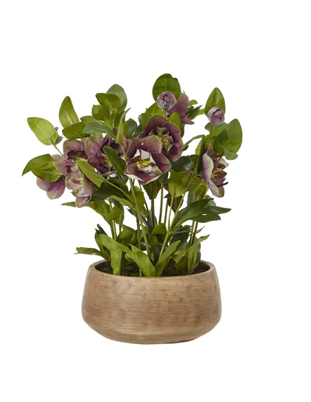 Hill Interiors Deep Plum Hellebore Plant In Taupe Pot 23763