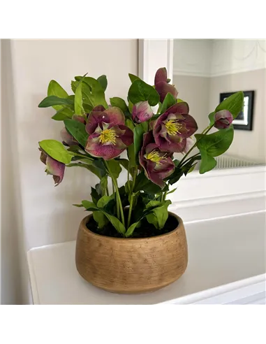 Hill Interiors Deep Plum Hellebore Plant In Taupe Pot 23763