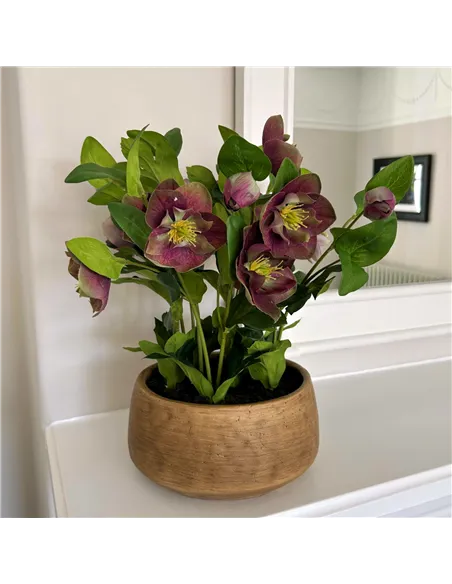 Hill Interiors Deep Plum Hellebore Plant In Taupe Pot 23763