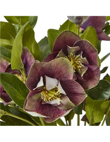 Hill Interiors Deep Plum Hellebore Plant In Taupe Pot 23763