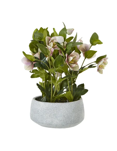 Hill Interiors Variegated Pink Hellebore Plant In Grey Pot 23765