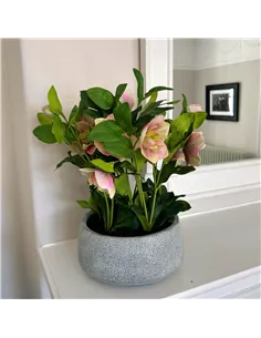 Hill Interiors Variegated Pink Hellebore Plant In Grey Pot 23765 2
