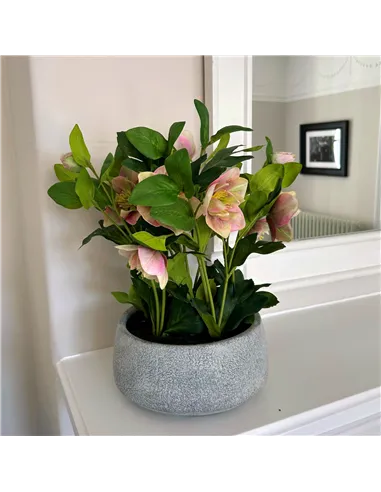 Hill Interiors Variegated Pink Hellebore Plant In Grey Pot 23765