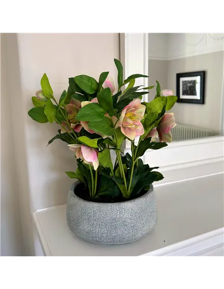 Hill Interiors Variegated Pink Hellebore Plant In Grey Pot 23765
