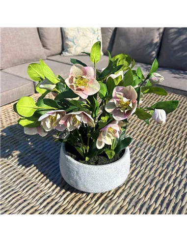 Hill Interiors Variegated Pink Hellebore Plant In Grey Pot 23765