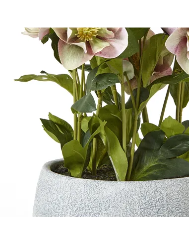 Hill Interiors Variegated Pink Hellebore Plant In Grey Pot 23765