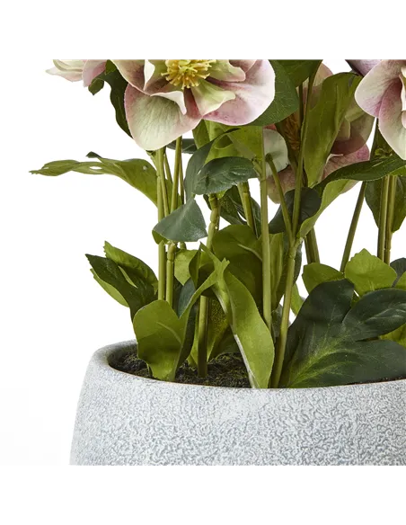 Hill Interiors Variegated Pink Hellebore Plant In Grey Pot 23765