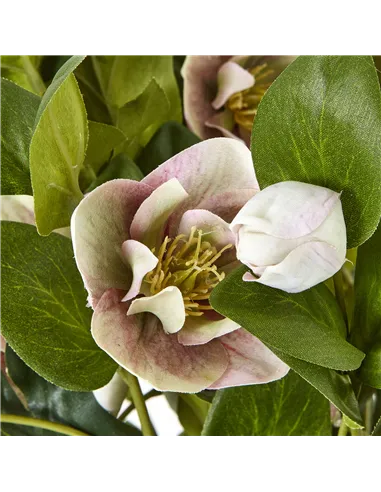 Hill Interiors Variegated Pink Hellebore Plant In Grey Pot 23765