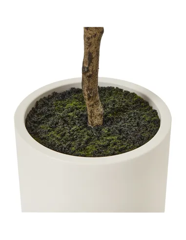 Hill Interiors Apulia Olive Tree In White Pot 180Cm 23707