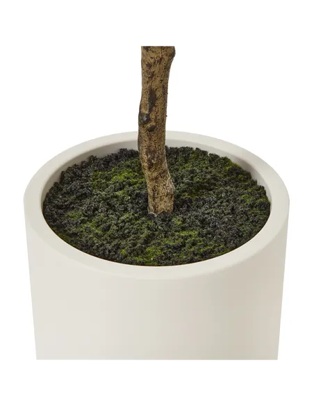 Hill Interiors Apulia Olive Tree In White Pot 180Cm 23707