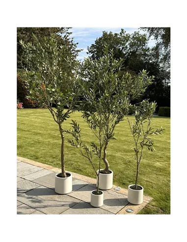 Hill Interiors Apulia Olive Tree In White Pot 180Cm 23707