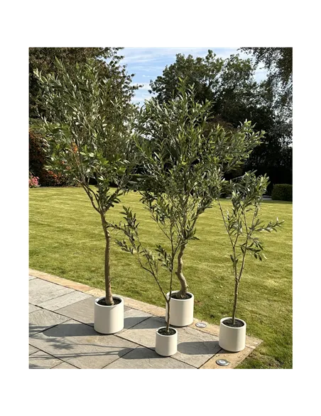 Hill Interiors Apulia Olive Tree In White Pot 180Cm 23707